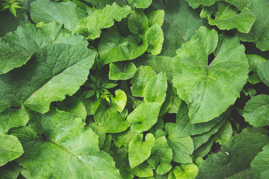The benefits of Eco-friendly products🍃