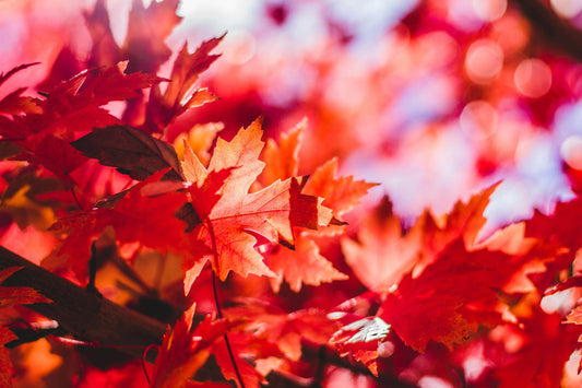 🍂 Welcoming Fall: Cozy, Sustainable Living for the Season Ahead